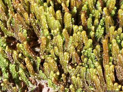 Anastrophyllum_saxicolum_400