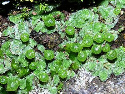 Exormotheca_pustulosa_400