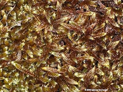 Hypnum_lacunosum_400