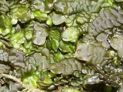 IMG_6963_Marchesinia_400a