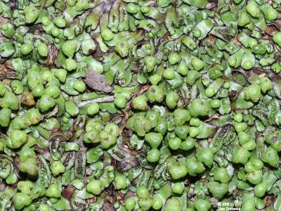 Plagiochasma_rupestre_400