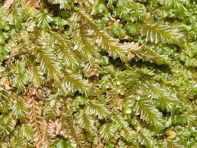 Plagiochila_spinulosa_400