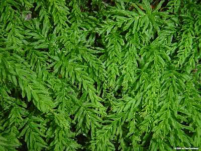 Plagiomnium_undulatum_400