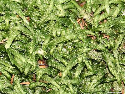 Plagiothecium_undulatum_400