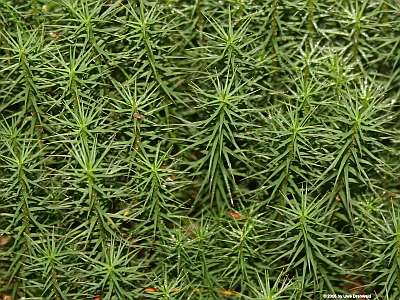 Polytrichum_commune_400