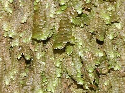 Radula_carringtonii_400