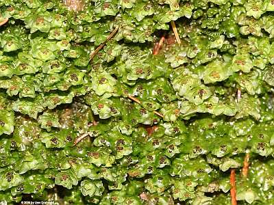 Scapania_nemorea_400